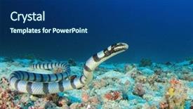  Presentation with sea - Slide deck enhanced with reptiles - banded sea krait snake background and a ocean colored foreground