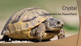  Presentation with turtle - Beautiful theme featuring reptiles - spur thighed turtle testudo graeca backdrop and a coral colored foreground