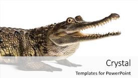  Presentation with old west - Amazing presentation design having reptiles - west african slender-snouted crocodile 3 backdrop and a white colored foreground