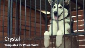  Presentation with animal shelter - Colorful slides enhanced with rescue center - cute homeless laika in animal backdrop and a  colored foreground