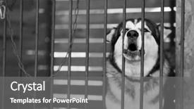  Presentation with animal shelter - Colorful PPT theme enhanced with rescue center - cute homeless laika in animal backdrop and a  colored foreground