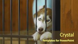  Presentation with animal shelter - Slides with rescue center - cute homeless laika in animal background and a  colored foreground