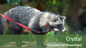  Presentation with leash - Colorful slide deck enhanced with rescue center - cute raccoon dog on leash backdrop and a tawny brown colored foreground