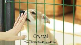  Presentation with animal rescue - PPT theme with rescue center - female hand touching fence background and a lemonade colored foreground