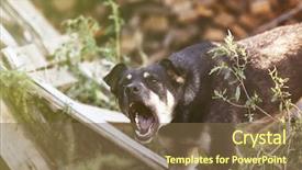  Presentation with leash - Cool new slide deck with rescue center - outbred barking dog on leash backdrop and a tawny brown colored foreground