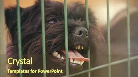  Presentation with animal shelter - Beautiful presentation featuring rescue center - portrait of black fluffy dog backdrop and a tawny brown colored foreground