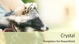  Presentation with cute cat and dog - Audience pleasing PPT layouts consisting of rescue center - portrait of cute raccoon dog backdrop and a soft green colored foreground
