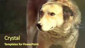  Presentation with leash - Presentation theme with rescue center - portrait of dog on leash background and a tawny brown colored foreground