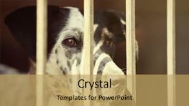  Presentation with animal shelter - Presentation theme having rescue center - portrait of homeless dog background and a yellow colored foreground