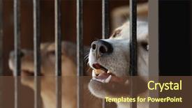  Presentation with animal rescue - Audience pleasing slide deck consisting of rescue center - portrait of homeless dog backdrop and a tawny brown colored foreground