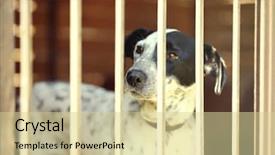 Presentation with animal rescue - Audience pleasing PPT layouts consisting of rescue center - portrait of homeless dog backdrop and a soft green colored foreground