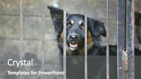  Presentation with animal shelter - Beautiful slide deck featuring rescue center - portrait of homeless dog backdrop and a gray colored foreground