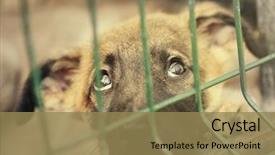  Presentation with animal rescue - Slide set enhanced with rescue center - portrait of homeless puppy background and a coral colored foreground