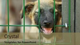  Presentation with animal shelter - Theme having rescue center - portrait of homeless puppy background and a coral colored foreground