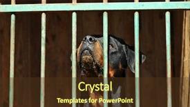  Presentation with animal shelter - PPT layouts with rescue center - portrait of homeless rottweiler background and a tawny brown colored foreground