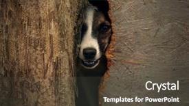  Presentation with sad dog abandoned dogs - Slides with rescue center - sad dog hiding in kennel background and a  colored foreground