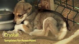  Presentation with animal shelter - Audience pleasing presentation theme consisting of rescue center - sad little puppy lying near backdrop and a coral colored foreground