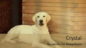  Presentation with animal shelter - Beautiful PPT theme featuring rescue center - white homeless dog in animal backdrop and a  colored foreground