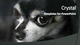  Presentation with security camera access 360 - PPT theme featuring rescue dog - cute chihuahua looking background and a black colored foreground