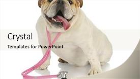  Presentation with english bulldog - Slides enhanced with rescue dog - veterinary care - english bulldog background and a lemonade colored foreground