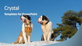  Presentation with rescue - Slide deck featuring rescue dogs with wooden barrel background and a teal colored foreground