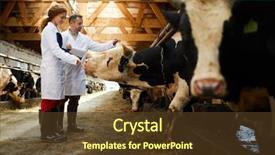  Presentation with research - Theme having research - two young farmers touching dairy background and a tawny brown colored foreground