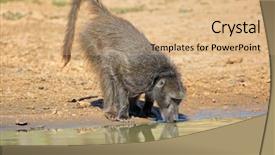  Presentation with safari south africa - Beautiful theme featuring reservation - chacma baboon papio ursinus drinking backdrop and a coral colored foreground
