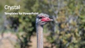  Presentation with breeding - Presentation design consisting of reserve ostrich with long neck background and a violet colored foreground