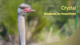  Presentation with breeding - Cool new PPT theme with reserve ostrich with long neck backdrop and a tawny brown colored foreground