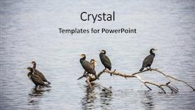  Presentation with dawn - Audience pleasing PPT theme consisting of hula nature reserve upper galilee backdrop and a  colored foreground