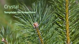  Presentation with pine - 