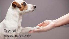  Presentation with paw - Slides featuring respect - dog paw takes the man background and a mint green colored foreground