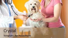  Presentation with sick dog - Audience pleasing presentation design consisting of respiration check up of sick backdrop and a coral colored foreground