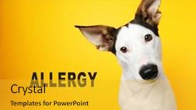  Presentation with allergy - PPT layouts with respiratory - animal allergy concept dog background and a gold colored foreground