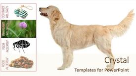  Presentation with veterinary - Beautiful slide set featuring respiratory protection - veterinary concept dog and causes backdrop and a  colored foreground