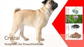  Presentation with allergy - Slide deck having respiratory protection - veterinary concept dog and causes background and a lemonade colored foreground