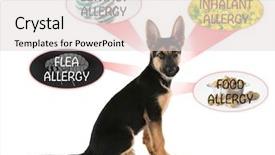  Presentation with allergy - PPT layouts having respiratory protection - veterinary concept puppy and causes background and a light gray colored foreground