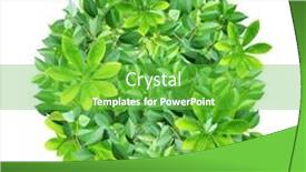 Presentation with green leaves - Slides having responsible-consumption-circle-from-green background and a shamrock green colored foreground