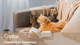  Presentation with cats - Amazing presentation theme having rest - pets christmas and hygge concept backdrop and a coral colored foreground