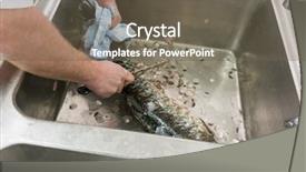  Presentation with colorful fancy carp fish koi - Theme consisting of restaurant chef scaling carp fish background and a  colored foreground