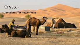 Presentation with oasis - Presentation having resting camels in desert oasis background and a coral colored foreground