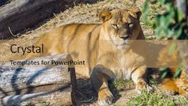  Presentation with world records - Presentation theme enhanced with resting lion at safari world background and a coral colored foreground