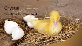  Presentation with eggshells - 