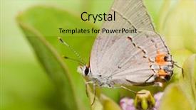  Presentation with gray - Slide set having resting on a green milkweed background and a yellow colored foreground