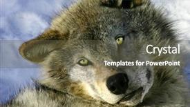  Presentation with gray wolf - Amazing slide deck having resting young gray wolf backdrop and a tawny brown colored foreground