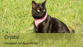  Presentation with restraint - Cool new PPT theme with restraint - beautiful black cat in pink backdrop and a yellow colored foreground