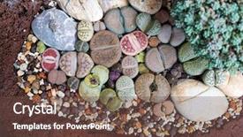  Presentation with cartoon cactus - PPT theme enhanced with strata - lithops living stone cactus background and a tawny brown colored foreground
