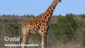  Presentation with kenya - Cool new presentation theme with reticulated giraffe in kenya east africa backdrop and a tawny brown colored foreground