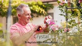  Presentation with home garden - PPT theme having retired-man-at-work-pruning background and a yellow colored foreground