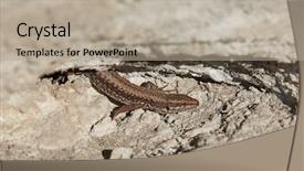  Presentation with hide - Slide set consisting of retreat - small lizard getting scared background and a mint green colored foreground